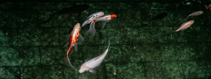 koi fish care