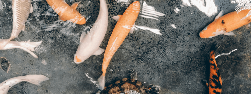 koi in winter - koi fish in a natural pond