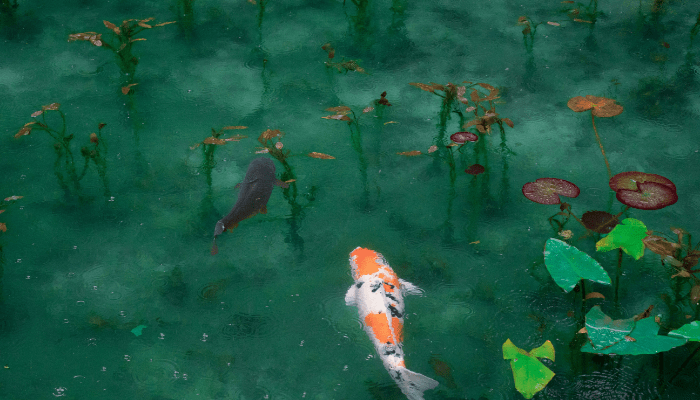types of fish for pond