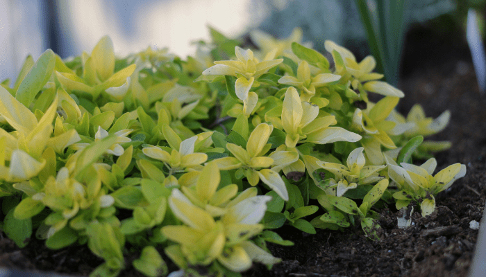 landscape design for small front yard