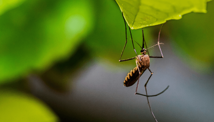 mosquito free garden and mosquito prevention