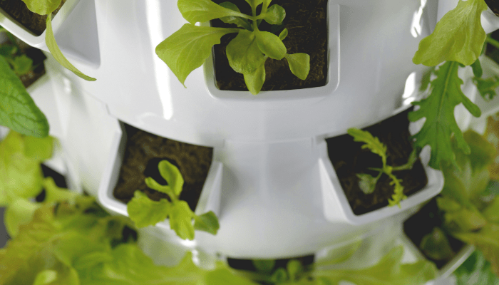 hydroponic gardening