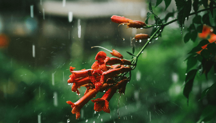 rain gardens