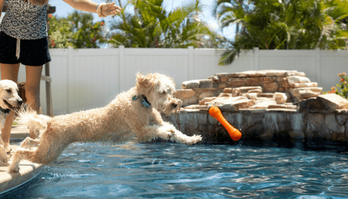 Segurança na Piscina para Cães