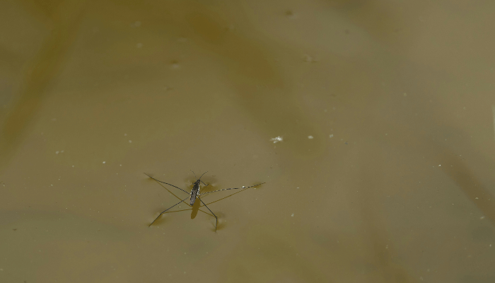 swimming pool insects