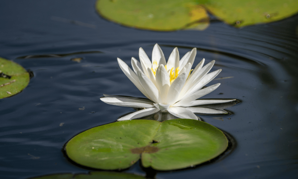 aquatic plants for ponds