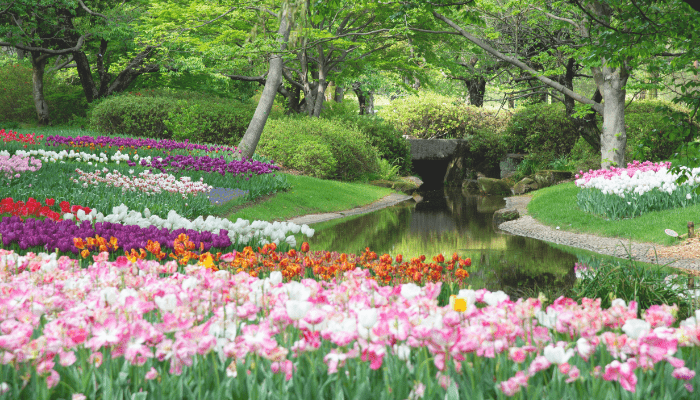 Jardinagem de Flores para Iniciantes