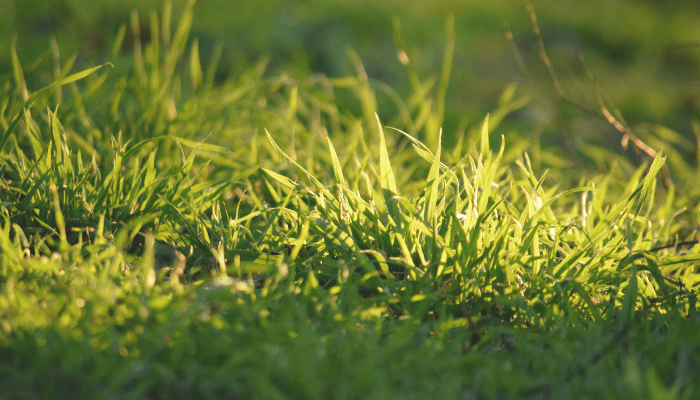 types of lawn