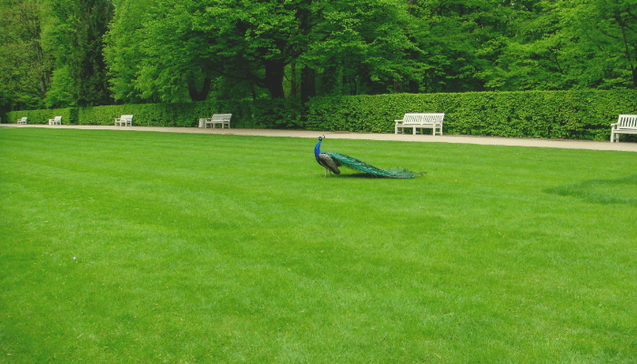 types of lawn