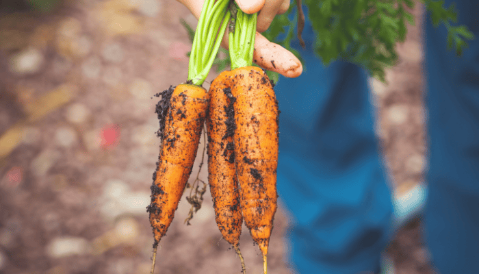vegetable gardening