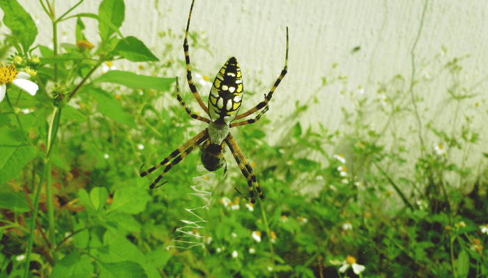 aranhas de jardim venenosas