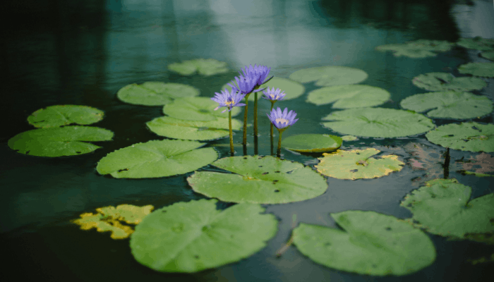 hydrophyte - plants and water